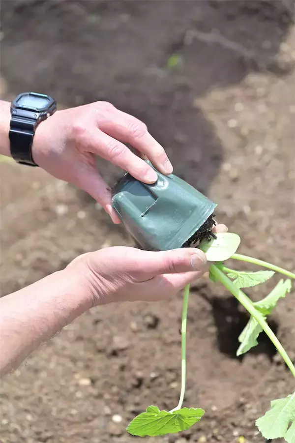 「農作業初心者な「にちにち農ガール」2人が初めての野菜作り・体験レポ【その2：夏野菜を苗から育てる編】」の画像