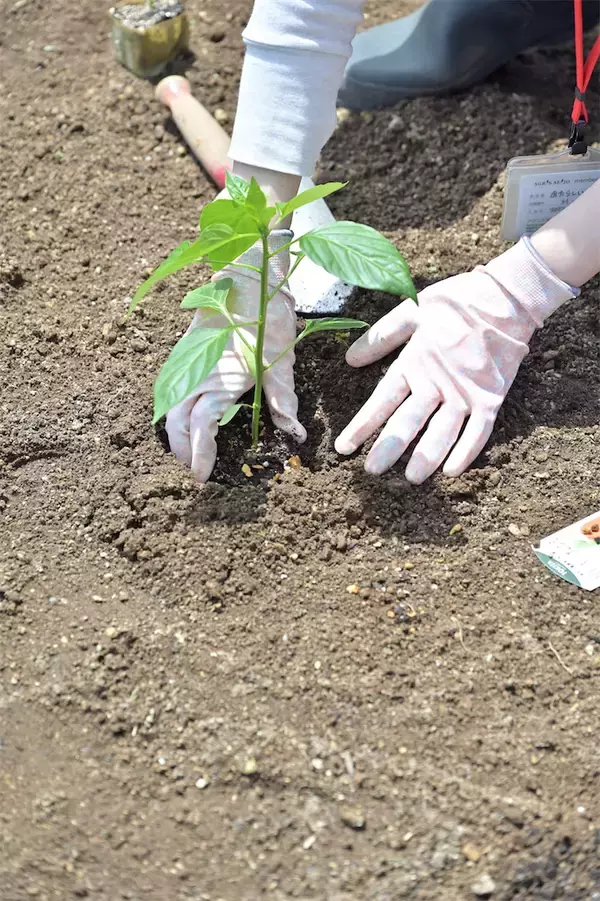 「農作業初心者な「にちにち農ガール」2人が初めての野菜作り・体験レポ【その2：夏野菜を苗から育てる編】」の画像