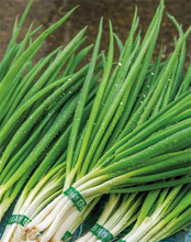 【田園日記～農と人の物語～ Vol.30】室町時代から守られてきた伝統野菜「法性寺ねぎ」