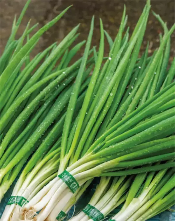 【田園日記～農と人の物語～ Vol.30】室町時代から守られてきた伝統野菜「法性寺ねぎ」