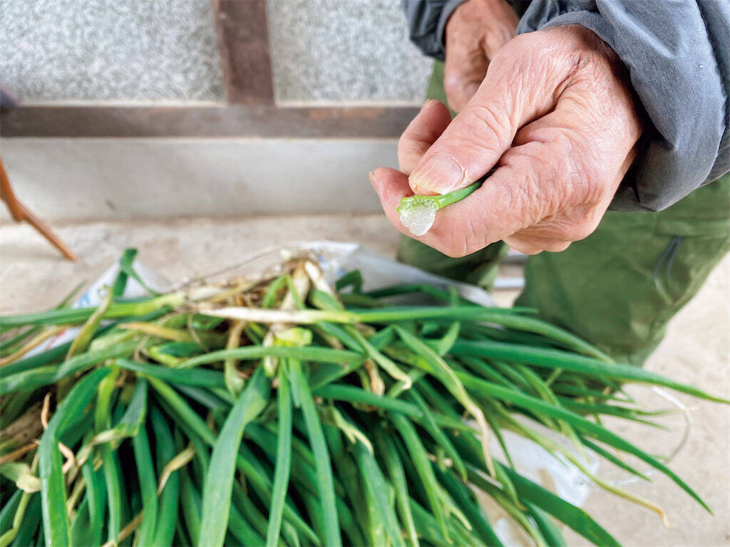 【田園日記～農と人の物語～ Vol.30】室町時代から守られてきた伝統野菜「法性寺ねぎ」