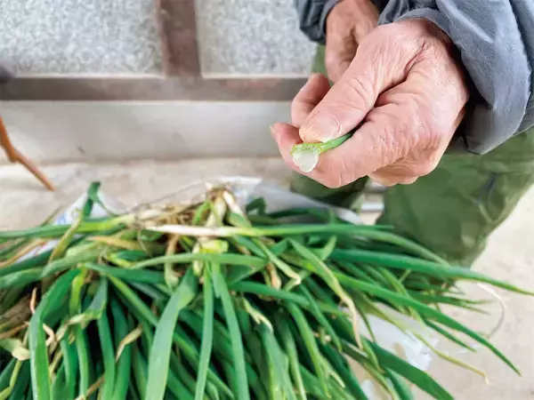 「【田園日記～農と人の物語～ Vol.30】室町時代から守られてきた伝統野菜「法性寺ねぎ」」の画像