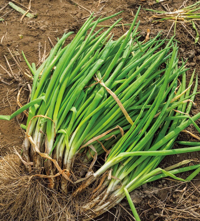 【田園日記～農と人の物語～ Vol.30】室町時代から守られてきた伝統野菜「法性寺ねぎ」