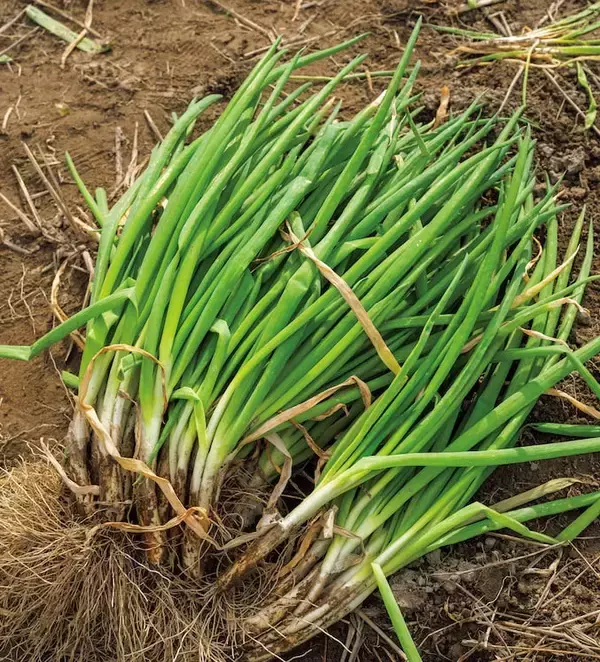 「【田園日記～農と人の物語～ Vol.30】室町時代から守られてきた伝統野菜「法性寺ねぎ」」の画像