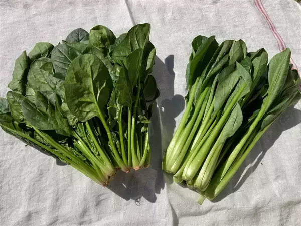 「【野菜保存の裏ワザ】「あさイチ」で紹介の「小松菜」と「ほうれん草」の保存法を試してみた！【徹底比較】」の画像