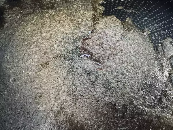 「【え、梨とホケミで!?】ほんのりビターな「タタンケーキ」作ろう！ワンパンで焼けちゃって手間パ最強【農家直伝】」の画像