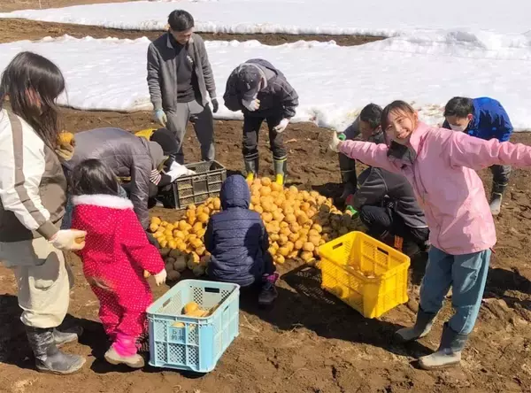 「【北海道の農家が選ぶ】じゃがいものおすすめ３品種！それぞれの特徴とおいしいレシピ【大発表！】」の画像