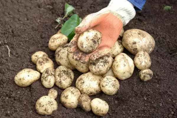 「【北海道の農家が選ぶ】じゃがいものおすすめ３品種！それぞれの特徴とおいしいレシピ【大発表！】」の画像