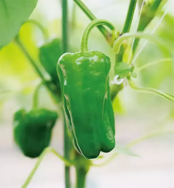 【田園日記～農と人の物語～ Vol.25】肉厚で苦みマイルド 栄養たっぷりのピーマン「グリーンザウルス」