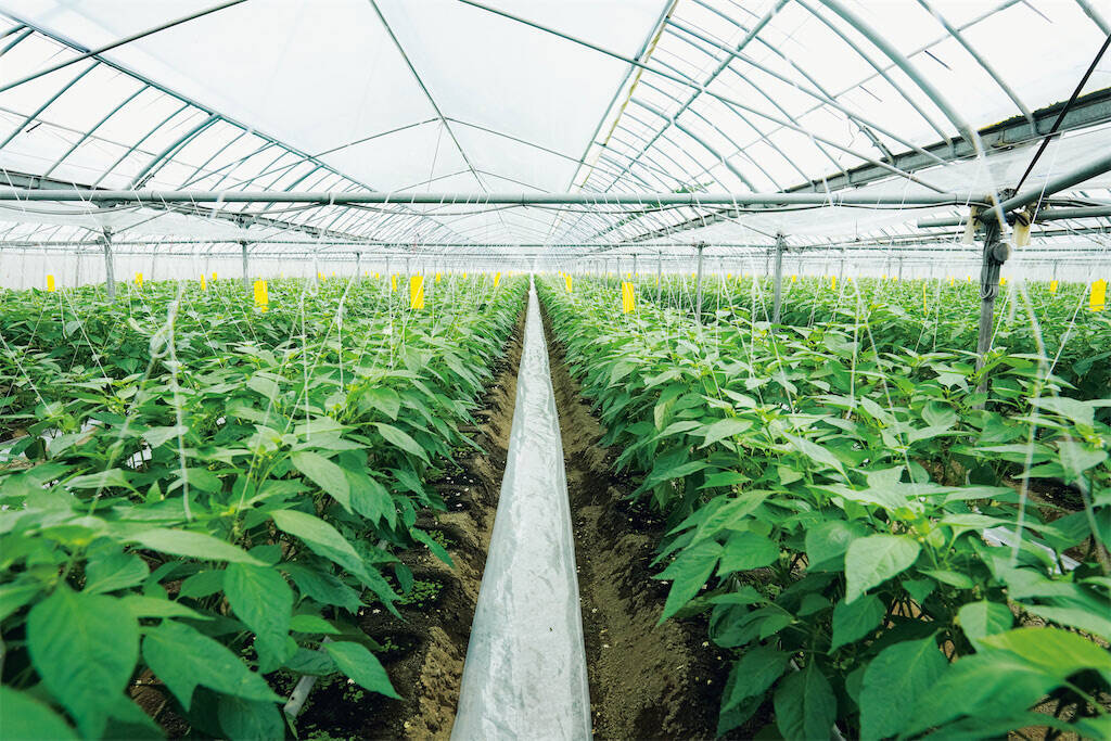 【田園日記～農と人の物語～ Vol.25】肉厚で苦みマイルド 栄養たっぷりのピーマン「グリーンザウルス」