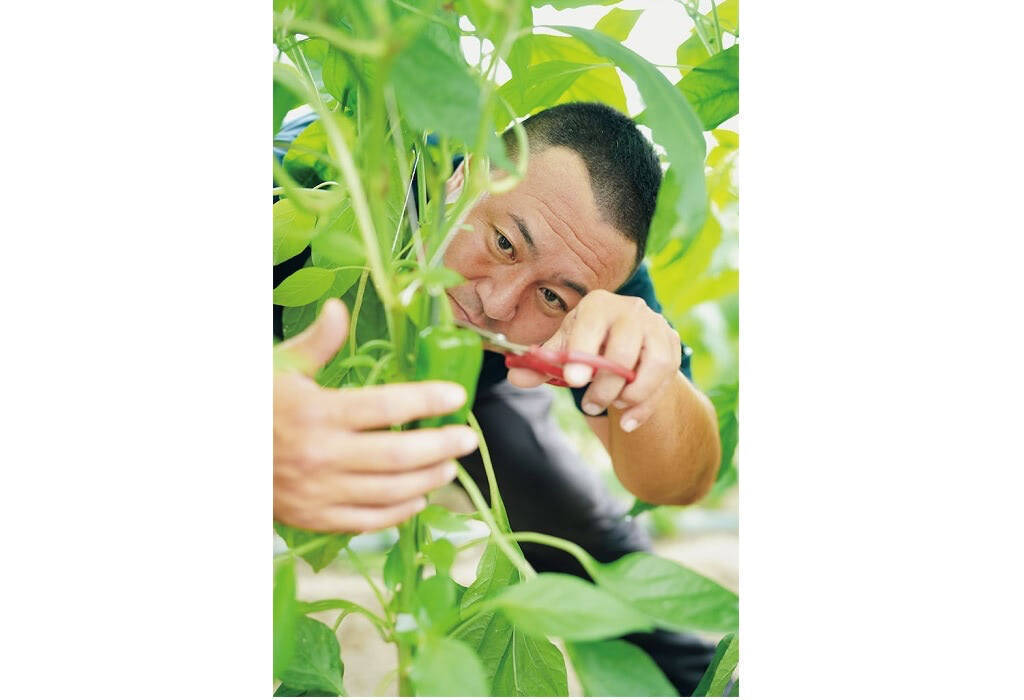 【田園日記～農と人の物語～ Vol.25】肉厚で苦みマイルド 栄養たっぷりのピーマン「グリーンザウルス」