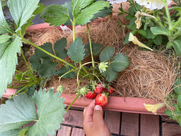 都会のベランダで いちご は育てられるのか 植え付けから6週間 いちご栽培収穫レポ 東京農ライフ 22年8月12日 エキサイトニュース