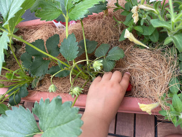 都会のベランダで いちご は育てられるのか 植え付けから6週間 いちご栽培収穫レポ 東京農ライフ 22年8月12日 エキサイトニュース
