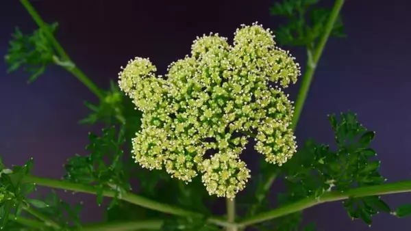 「【野菜の漢字クイズ】「和蘭芹」はなんて読む？漢字の由来は？旬の時期や生産地、栄養など…豆情報も！」の画像