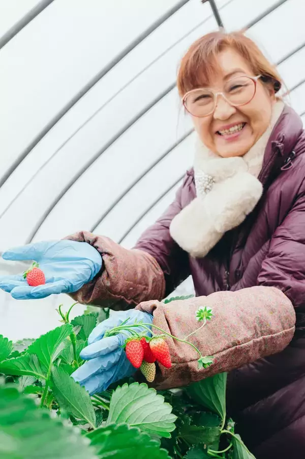 「【クリスマスケーキ風サラダ】元フレンチ講師のイチゴ農家直伝「禁断のイチゴサラダ」で新しい味覚が目覚めた♡」の画像
