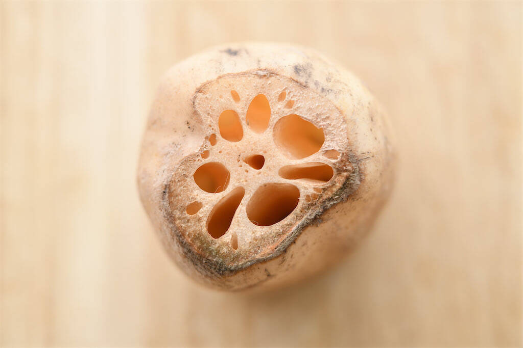 一目瞭然【れんこんの選び方】新鮮さは…切り口の色＆穴の形に現れる!?【れんこん農家直伝】