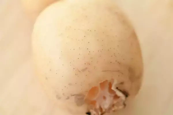 「一目瞭然【れんこんの選び方】新鮮さは…切り口の色＆穴の形に現れる!?【れんこん農家直伝】」の画像