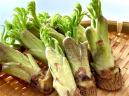 【タラの芽の保存】根元を切って「タラの芽の冷凍保存」試してみた♪3週間保存可！栄養や天ぷらの作り方も