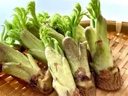 【タラの芽の保存】根元を切って「タラの芽の冷凍保存」試してみた♪3週間保存可！栄養や天ぷらの作り方も