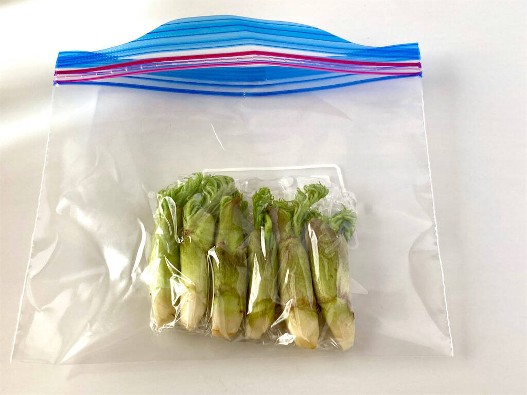 【タラの芽の保存】根元を切って「タラの芽の冷凍保存」試してみた♪3週間保存可！栄養や天ぷらの作り方も