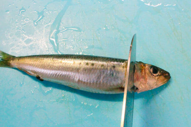 【ズボラでも作れる魚料理】頭とワタ取るだけ「イワシと根菜の梅しょうゆ煮」作ってみた！小骨ごとイケる♪