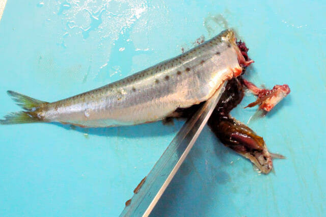 【ズボラでも作れる魚料理】頭とワタ取るだけ「イワシと根菜の梅しょうゆ煮」作ってみた！小骨ごとイケる♪