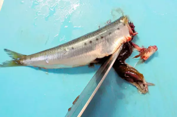 「【ズボラでも作れる魚料理】頭とワタ取るだけ「イワシと根菜の梅しょうゆ煮」作ってみた！小骨ごとイケる♪」の画像