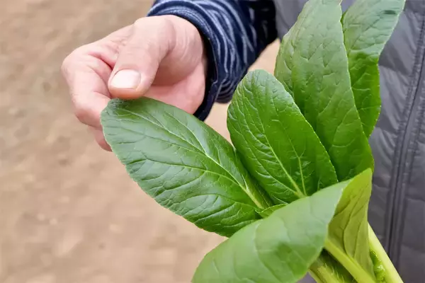 「【農家直伝】小松菜は「生」がウマい！内側の〝ソフト葉〟を使ったサラダが絶品だって⁉【免疫力急上昇！】」の画像