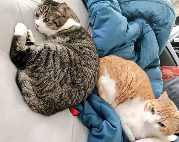 「飼い猫をAIで人間化したらまさかの展開に…「おっさんずラブ？」「おじ受なのかな」「癖に刺さる」」の画像