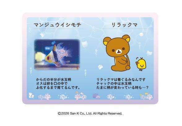 「リラックマ×上越市立水族博物館 うみがたり」全国初コラボが6月26日開催！魚姿のリラックマや限定グッズ・コラボメニューが登場