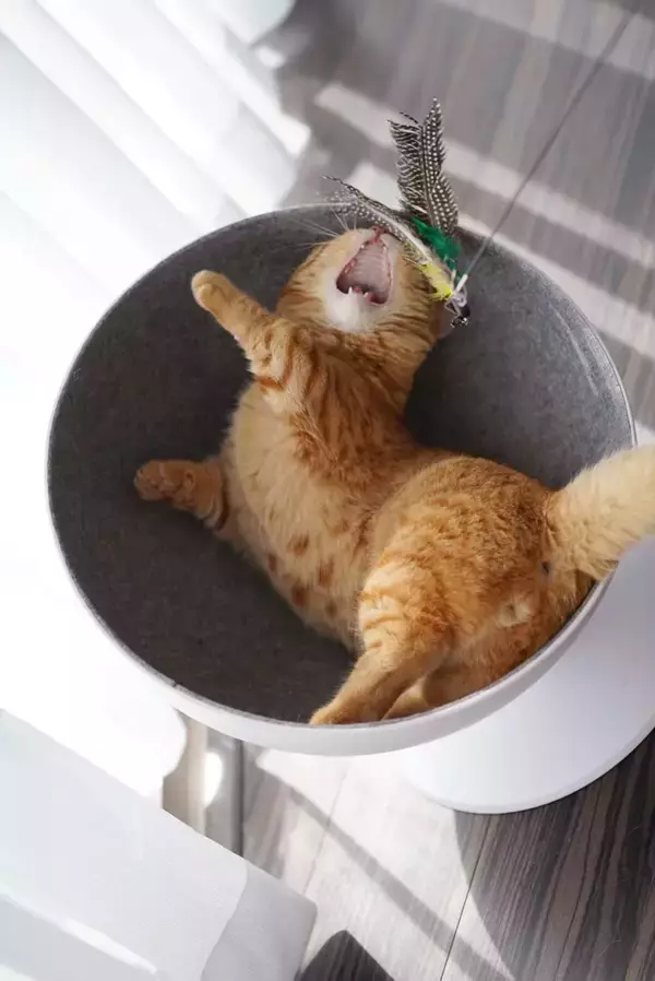 「2月22日は猫の日！“猫好き声優”花江夏樹さんのキュートな家族・みそちゃん＆こんぺいくんまとめ第3弾」の画像