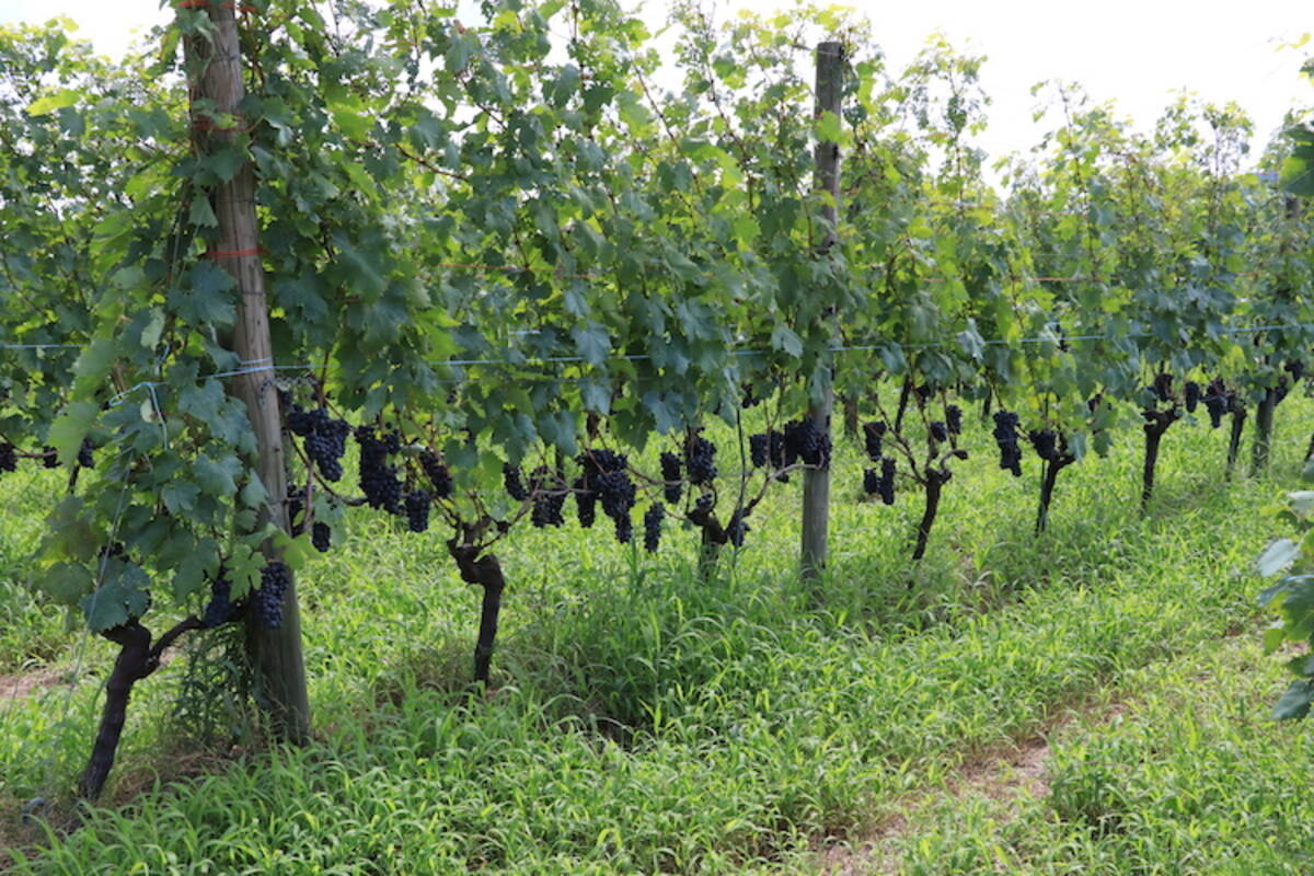 ソムリエが教える おすすめ 日本ワイン ランキングtop10 年2月19日 エキサイトニュース