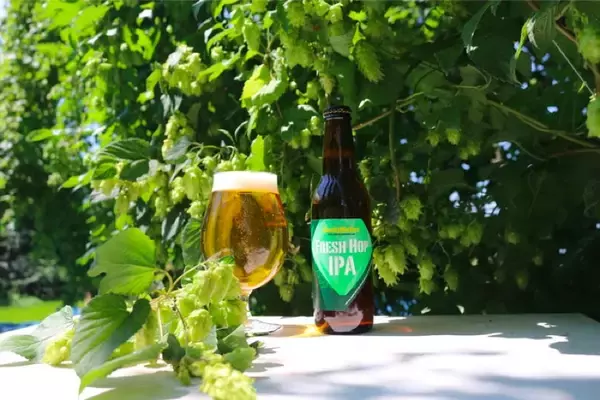 今夏に収穫した"かいこがね"ホップを使ったビール「FRESH HOP IPA」販売！