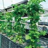 「野菜づくりのプロが答える！春のジャガイモづくり相談所」の画像1