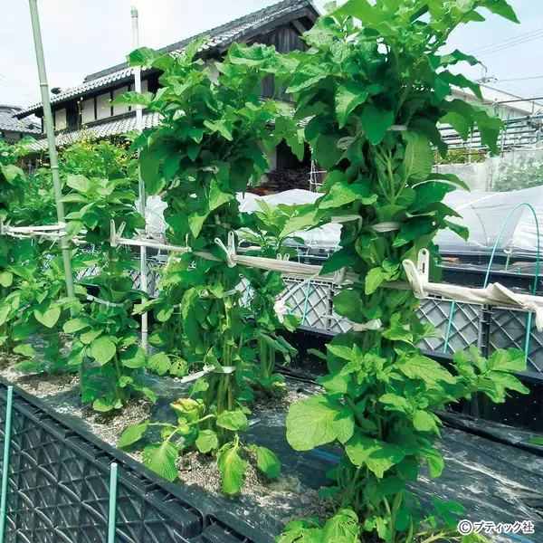 野菜づくりのプロが答える！春のジャガイモづくり相談所