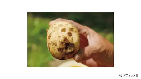 「野菜づくりのプロが答える！春のジャガイモづくり相談所」の画像