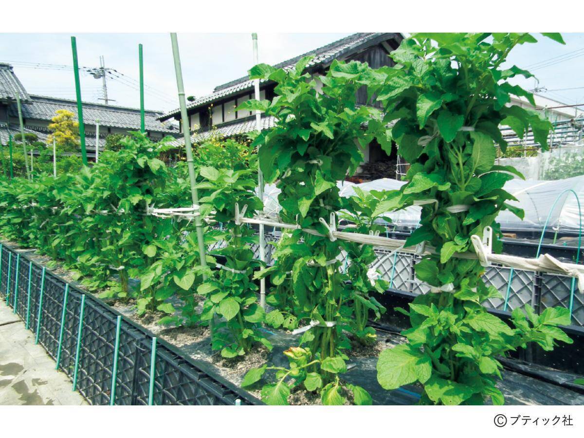 野菜づくりのプロが答える！春のジャガイモづくり相談所