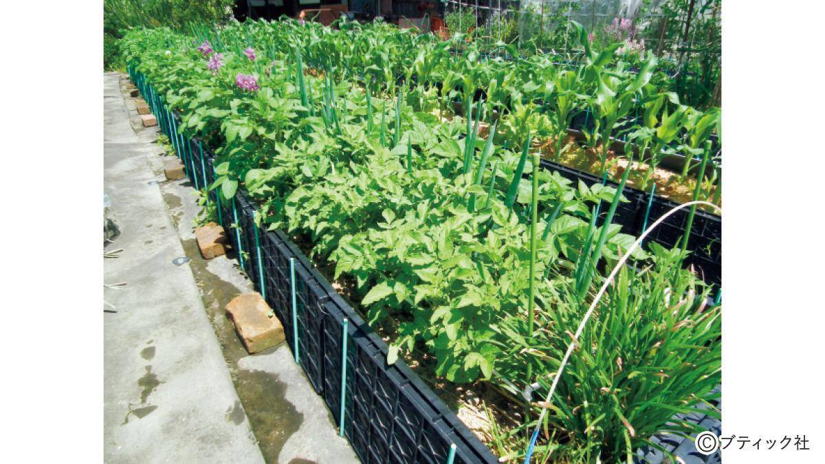 野菜づくりのプロが答える！春のジャガイモづくり相談所