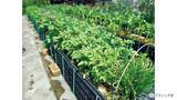 「野菜づくりのプロが答える！春のジャガイモづくり相談所」の画像8