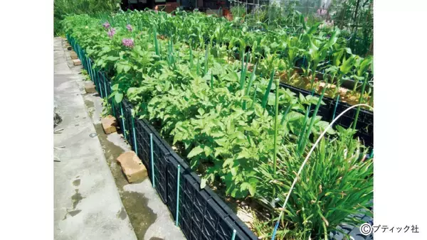 「野菜づくりのプロが答える！春のジャガイモづくり相談所」の画像