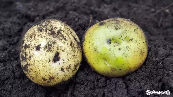 「野菜づくりのプロが答える！春のジャガイモづくり相談所」の画像