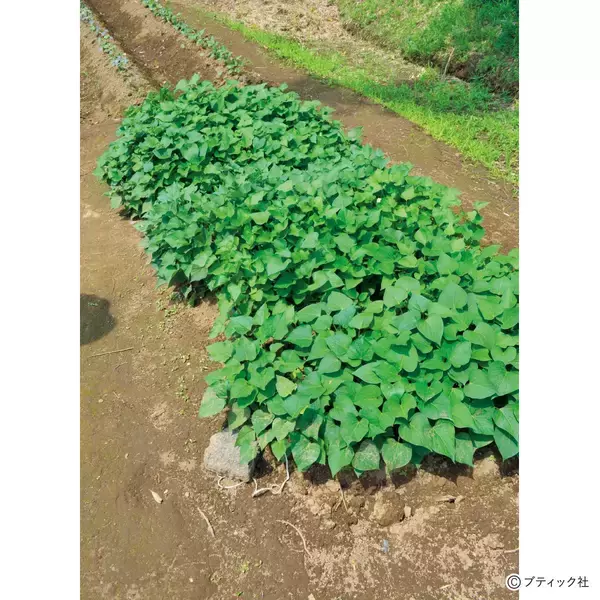 「育苗にチャレンジ！「サツマイモの苗をつくりたい」」の画像
