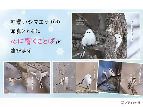 「「心が軽くなる シマエナガのことば」（本の紹介）」の画像