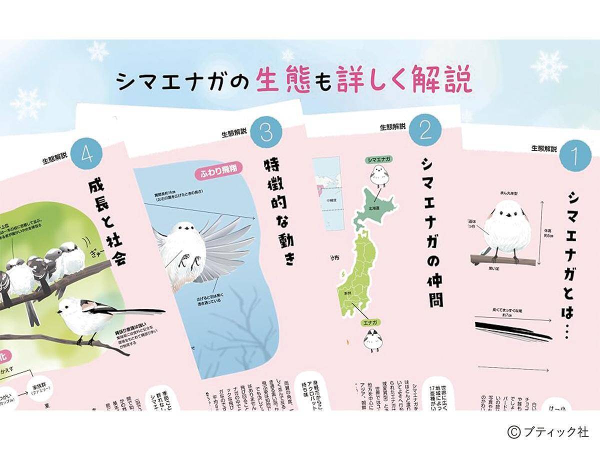 「心が軽くなる シマエナガのことば」（本の紹介）