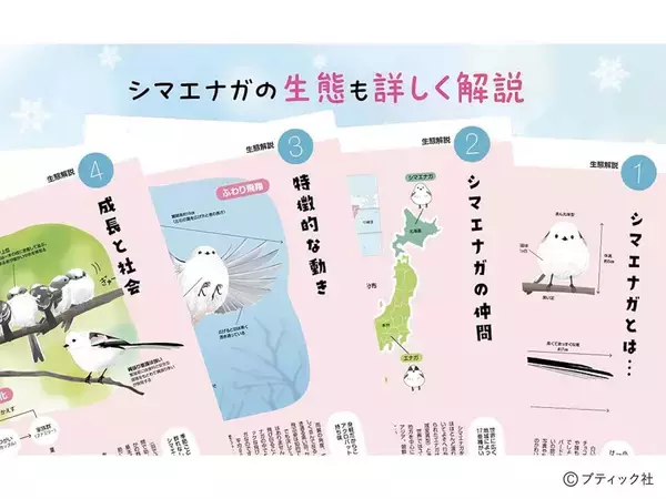 「「心が軽くなる シマエナガのことば」（本の紹介）」の画像