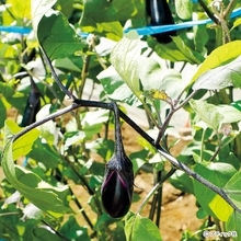 トマト、ナスの育苗と夏の対策「タネはいつまいたらいい？」