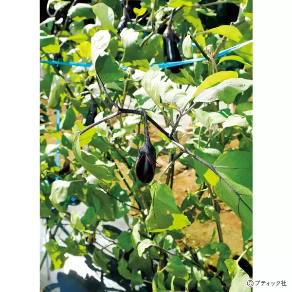 「トマト、ナスの育苗と夏の対策「タネはいつまいたらいい？」」の画像