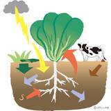 「「おいしい野菜をつくる11か条」から2つを解説！」の画像1
