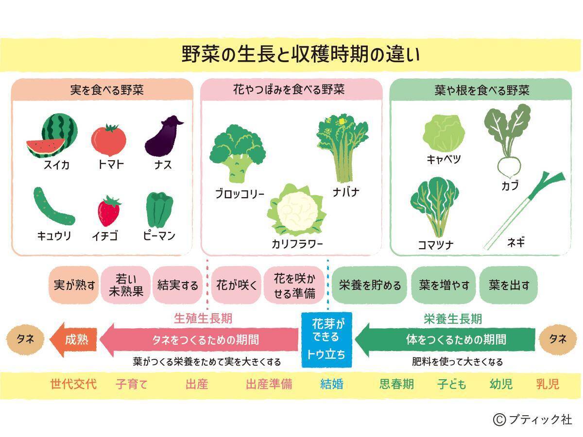 「おいしい野菜をつくる11か条」から2つを解説！