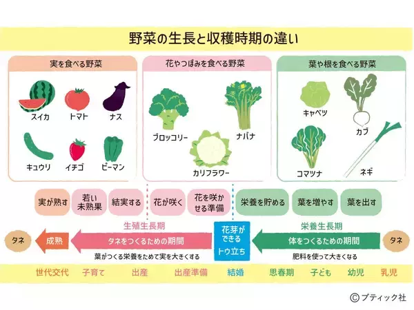 「「おいしい野菜をつくる11か条」から2つを解説！」の画像